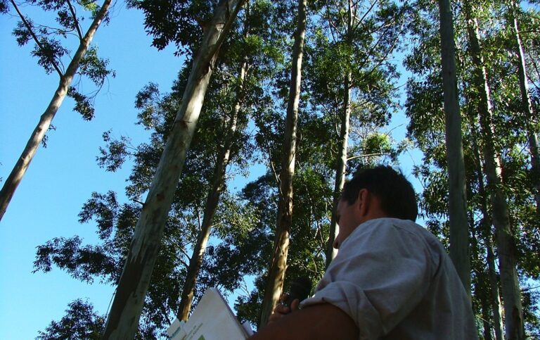Búsqueda para cubrir vacante de Supervisor Forestal en importante empresa de Colón, Entre Ríos