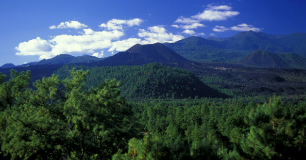 Cambio climático afecta bosques en México Cambio climático afecta bosques en México