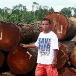 Madera ilegal en Indonesia