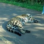 Un camión atropelló y mató un yaguareté en la ruta 19, Misiones. (@misionesonline)
