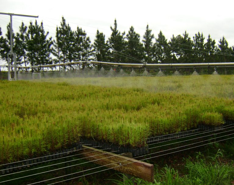 Forestoindustria, el «Vaca Verde» para la salida de la crisis post pandemia en la Argentina