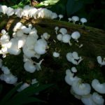 Biodiversidad