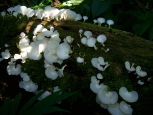 Biodiversidad