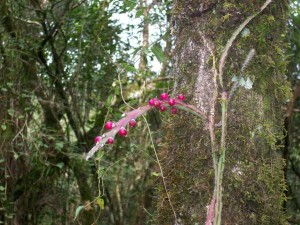 biodiversidad (2)