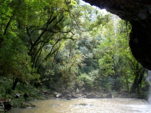 biodiversidad (3)
