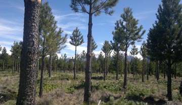¿Qué calidad de madera produciremos en el futuro?, un análisis sobre los desafíos de integrar valor adaptativo y tecnológico ante un clima cambiante