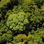 COP21AraucoA
