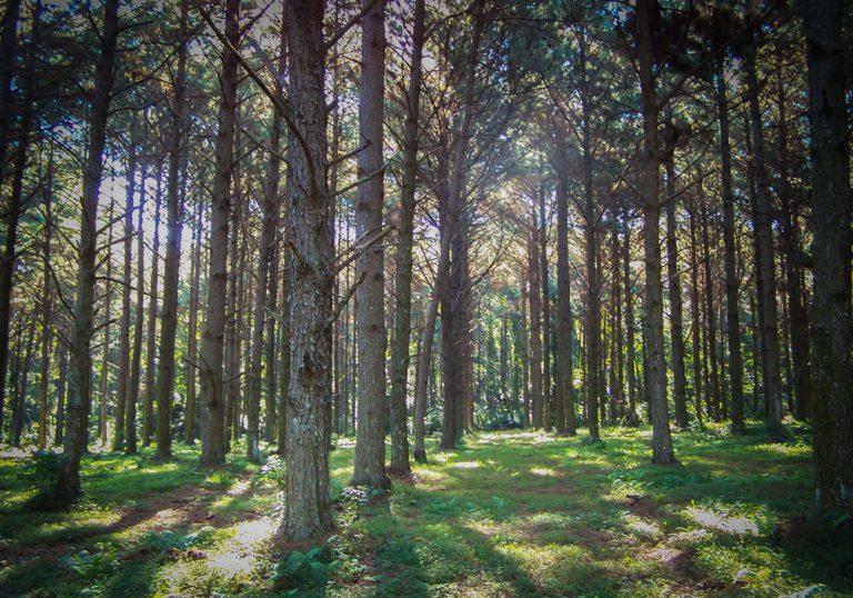 Forestación en la Argentina: cuál es la situación de los bosques nativos y las plantaciones forestales 