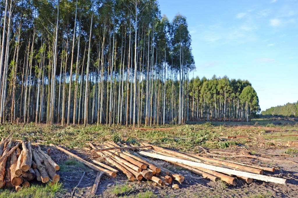 CORRIENTES ES LA PROVINCIA CON MAYOR SUPERFICIE FORESTADA.