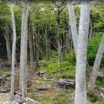 Greenpeace presenta denuncias en la Patagonia