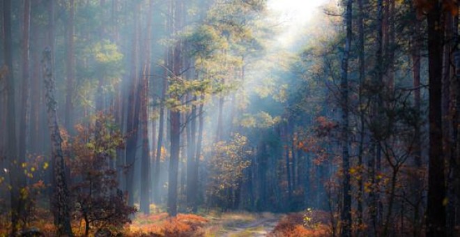 Los bosques son los mayores repositorios de biodiversidad terrestre / Radomir Balazy Los bosques son los mayores repositorios de biodiversidad terrestre / Radomir Balazy