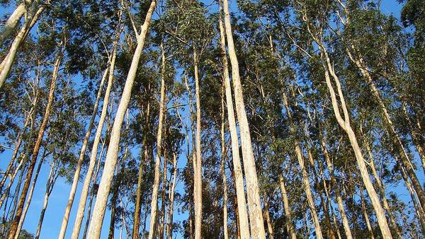 En Argentina hay un millón de hectáreas con forestación.