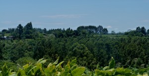 Leybosques17 Leybosques17