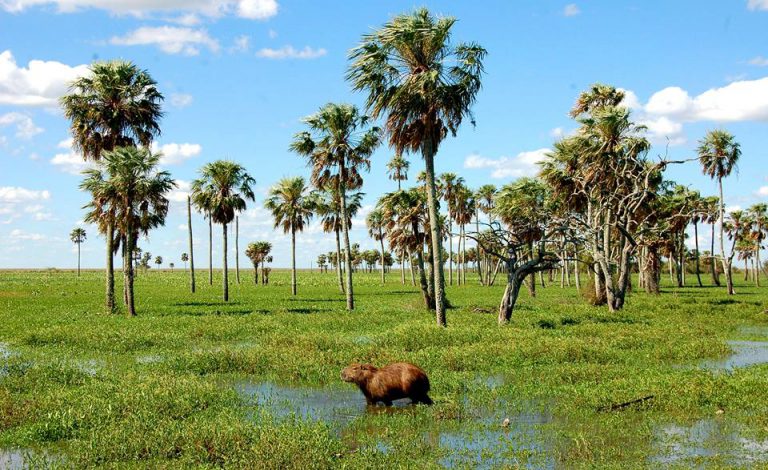 ONU: «Los humedales son los grandes olvidados en la crisis del cambio climático»