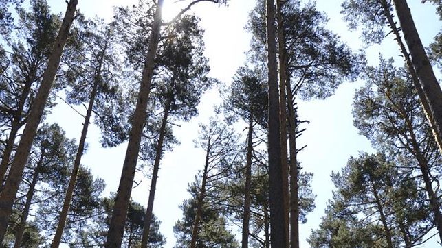 España tiene la segunda mayor masa forestal de Europa, pero no la rentabiliza España tiene la segunda mayor masa forestal de Europa, pero no la rentabiliza