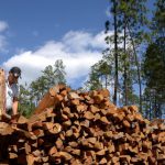 El comercio internacional de madera amenaza a casi 500 especies de verte...