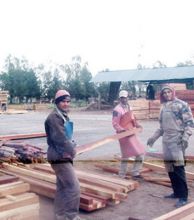 El gobierno anunció medidas para reactivar el sector forestal El gobierno anunció medidas para reactivar el sector forestal