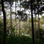 La gestión de los bosques de forma sostenible permite hacer frente a los efectos del
cambio climático. Los bosques son grandes captadores de carbono. / Archivo | La Estrella de Panamá