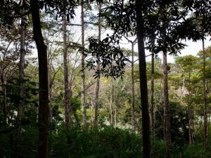 La gestión de los bosques de forma sostenible permite hacer frente a los efectos del
cambio climático. Los bosques son grandes captadores de carbono. / Archivo | La Estrella de Panamá