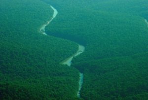 SelvaParanaense-7c1ia50heem0-300x203