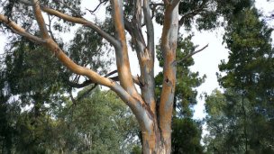 ¿Qué impacto tiene la mancha amarilla en el eucalipto? ¿Qué impacto tiene la mancha amarilla en el eucalipto?