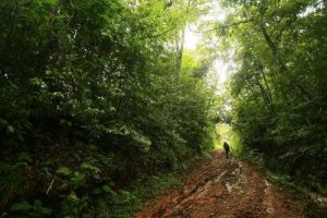 <p>Imagen de una parte del bosque tropical en Costa Rica. EFE/Jeffrey Arguedas</p>