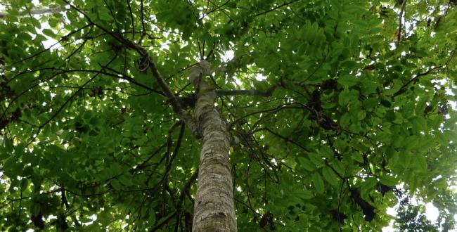 Resultado de imagen para arbol de caoba y sus propiedades Resultado de imagen para arbol de caoba y sus propiedades