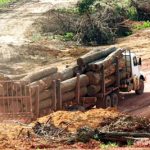 Brasil desmantela un esquema gigantesco de exportación de madera ilegal amazónica