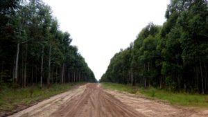 https__static0.misionesonline.net_wp-content_uploads_2018_01_Plantaciones-1m9261lo84lo-300x169