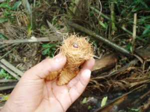 Insectos comestibles: en el CONICET estudian la práctica ancestral de los guaraníes para criar larvas