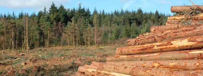 Ola verde: la agroindustria apuesta a los bosques para salir de la crisis económica