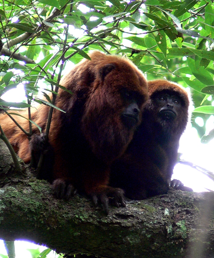 Conservación: La protección de los monos carayá rojo son importantes para el ecosistema de la selva misionera y para la salud pública