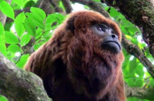 https__static0.misionesonline.net_wp-content_uploads_2018_02_FotoPortada1-5dp834gog1o0-300x197