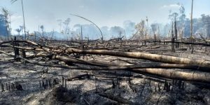 Incendios forestales