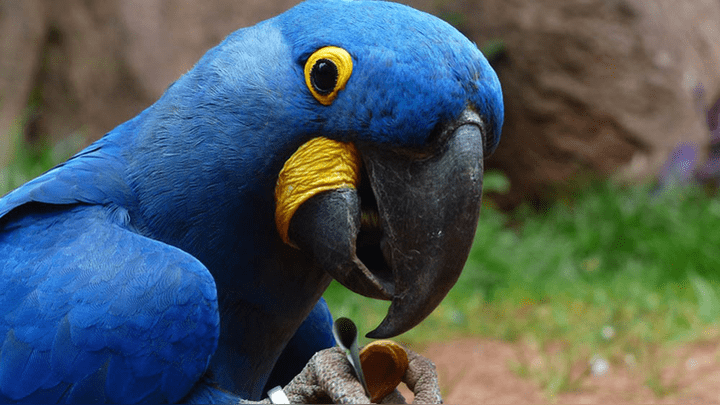 El guacamayo azul fue declarado “extinto en estado silvestre” entre un total de ocho aves de Sudamérica que no volveremos a ver