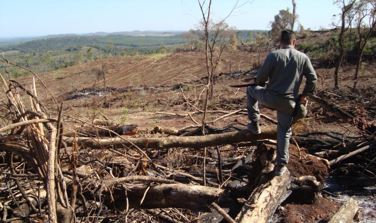 Misiones: Una grave denuncia contra funcionarios del Ministerio de Ecología que abre también una oportunidad para cambios de fondo en los controles forestales
