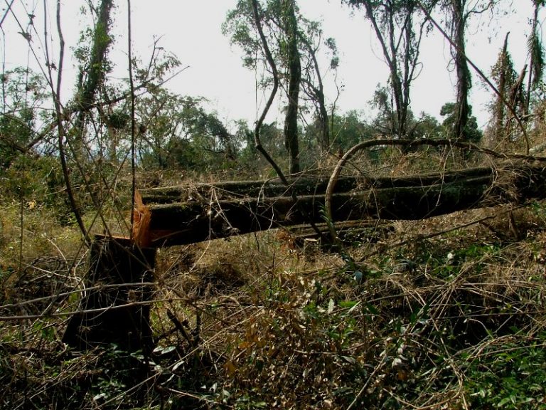Ley de Bosques en debate | Flexibilizar desmontes y reducir controles estatales “aumentaría la deforestación y afectaría a comunidades rurales e indígenas”