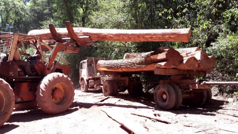 Ordenación forestal y puesta en valor del recurso maderable en Jujuy