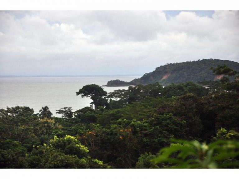 Panamá, el noveno país que más bosques tala en la región de Cetroamérica