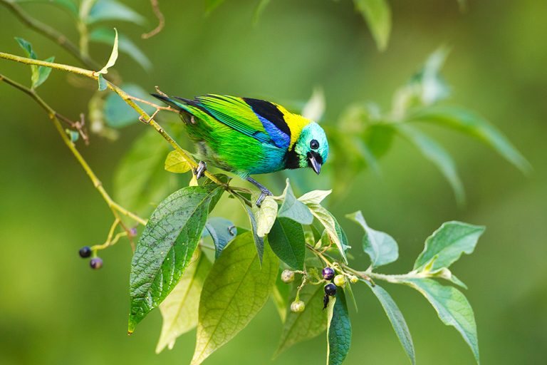 Una de cada ocho especies de aves del mundo está en riesgo de extinción, según informe internacional Birdlife 