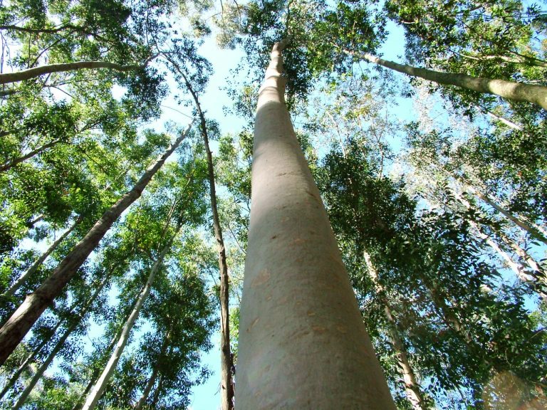 Presentarán en Entre Ríos los resultados del Inventario de plantaciones forestales y Censo de Aserraderos
