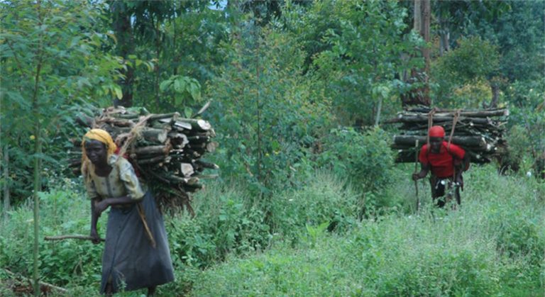 FAO recomienda prácticas más inclusivas, responsables y transparentes en la explicación de bosques nativos