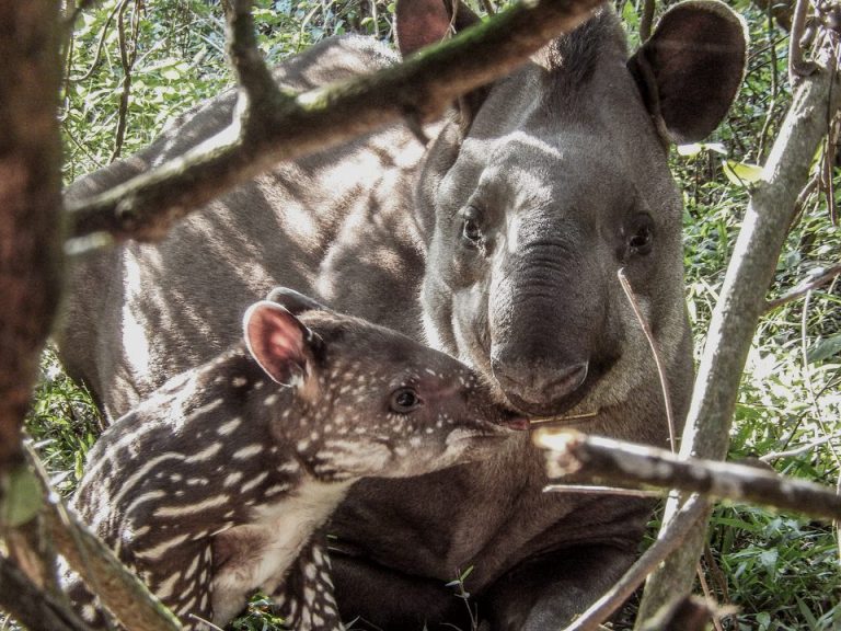 Nació el primer tapir en el Parque Iberá, resultado de un proyecto de reintroducción de la especie en peligro de extinción