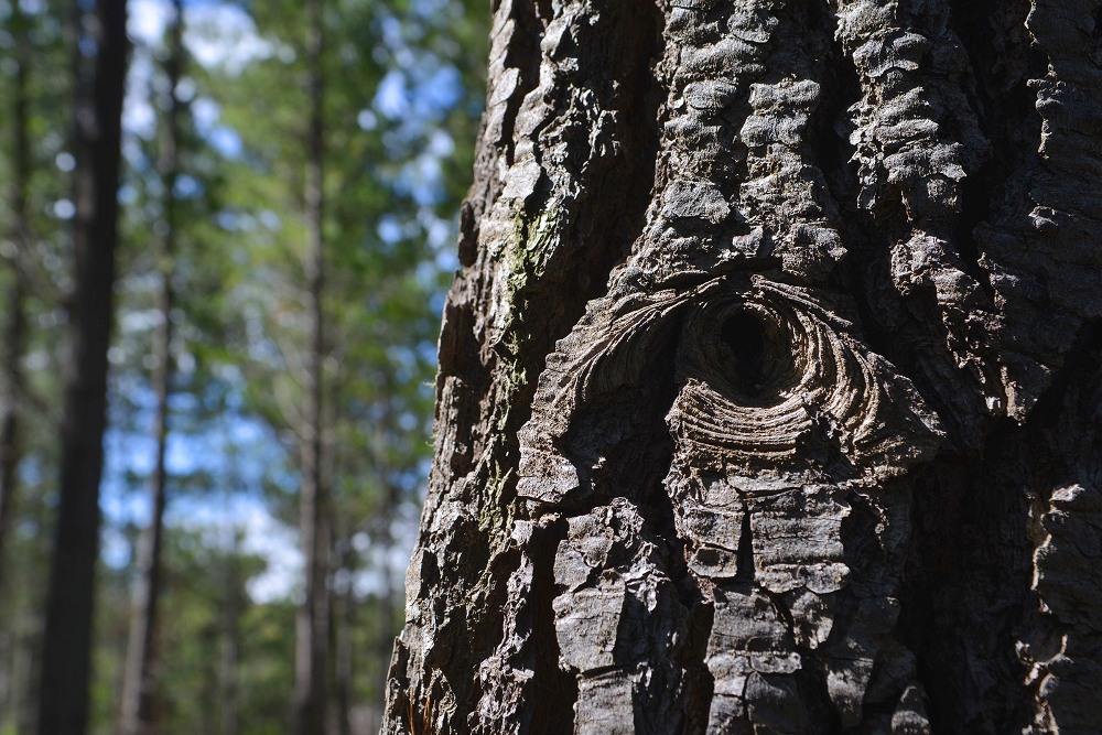 bosque 3