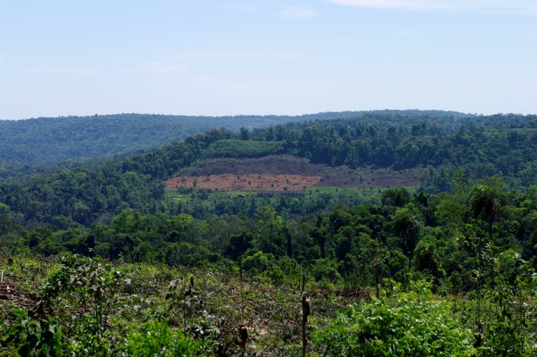 En promedio, son más de 200 km2 de bosques vírgenes perdidos por día en el mundo desde hace 17 años