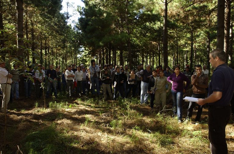 Los ingenieros forestales frente a una nueva redefinición de actividades según resolución del Consejo de Universidades