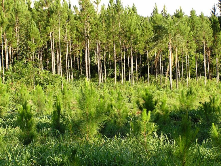 Nación destinó a Misiones nueva partida de pago de planes forestales por más de 12 millones de pesos