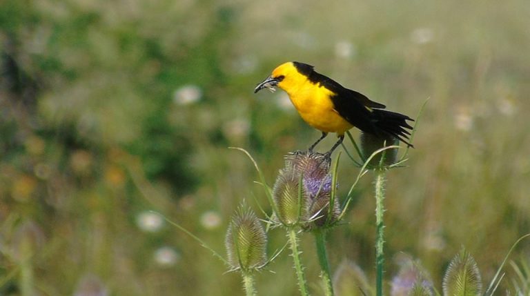 Día Mundial de las Aves | El tráfico ilegal está llevando a muchas especies a la extinción