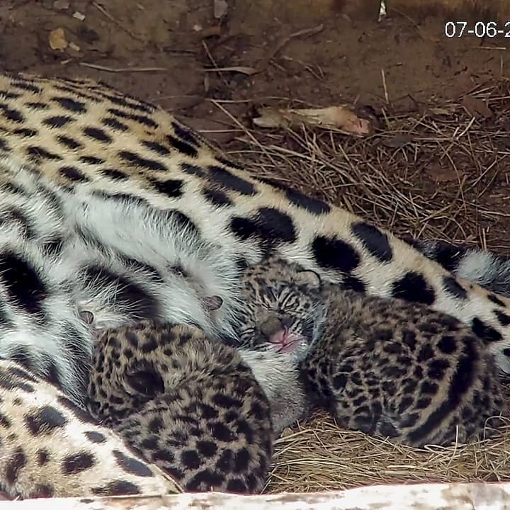 Nació un nueva generación de yaguaretés en Iberá, una esperanza para la conservación de la especie en peligro de extinción en el país 
