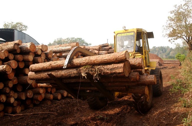 InFoPro Misiones | Precios vigentes de octubre de la materia prima forestal registran un incremento de un 3,1%